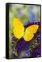Yellow Sulfur Butterfly, Phoebis argante on purple butterfly bush.-Darrell Gulin-Framed Stretched Canvas