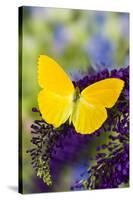 Yellow Sulfur Butterfly, Phoebis argante on purple butterfly bush.-Darrell Gulin-Stretched Canvas