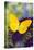 Yellow Sulfur Butterfly, Phoebis argante on purple butterfly bush.-Darrell Gulin-Stretched Canvas