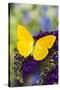 Yellow Sulfur Butterfly, Phoebis argante on purple butterfly bush.-Darrell Gulin-Stretched Canvas