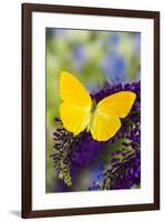 Yellow Sulfur Butterfly, Phoebis argante on purple butterfly bush.-Darrell Gulin-Framed Photographic Print