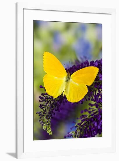 Yellow Sulfur Butterfly, Phoebis argante on purple butterfly bush.-Darrell Gulin-Framed Photographic Print