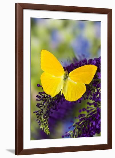 Yellow Sulfur Butterfly, Phoebis argante on purple butterfly bush.-Darrell Gulin-Framed Photographic Print