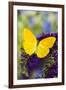 Yellow Sulfur Butterfly, Phoebis argante on purple butterfly bush.-Darrell Gulin-Framed Photographic Print