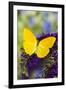 Yellow Sulfur Butterfly, Phoebis argante on purple butterfly bush.-Darrell Gulin-Framed Photographic Print
