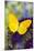 Yellow Sulfur Butterfly, Phoebis argante on purple butterfly bush.-Darrell Gulin-Mounted Photographic Print