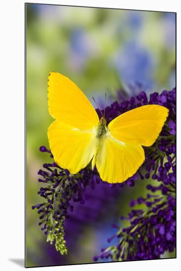 Yellow Sulfur Butterfly, Phoebis argante on purple butterfly bush.-Darrell Gulin-Mounted Photographic Print