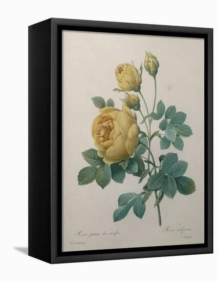Yellow Sulphur-Pierre-Joseph Redoute-Framed Stretched Canvas