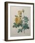 Yellow Sulphur-Pierre-Joseph Redoute-Framed Art Print