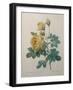 Yellow Sulphur-Pierre-Joseph Redoute-Framed Art Print