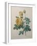 Yellow Sulphur-Pierre-Joseph Redoute-Framed Art Print