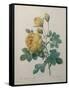 Yellow Sulphur-Pierre-Joseph Redoute-Framed Stretched Canvas