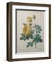 Yellow Sulphur-Pierre-Joseph Redoute-Framed Art Print