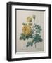 Yellow Sulphur-Pierre-Joseph Redoute-Framed Art Print