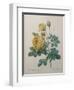 Yellow Sulphur-Pierre-Joseph Redoute-Framed Art Print