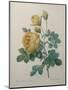 Yellow Sulphur-Pierre-Joseph Redoute-Mounted Art Print