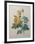 Yellow Sulphur-Pierre-Joseph Redoute-Framed Art Print