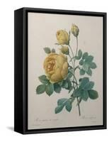 Yellow Sulphur-Pierre-Joseph Redoute-Framed Stretched Canvas