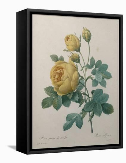 Yellow Sulphur-Pierre-Joseph Redoute-Framed Stretched Canvas