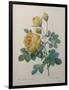 Yellow Sulphur-Pierre-Joseph Redoute-Framed Art Print