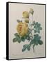 Yellow Sulphur-Pierre-Joseph Redoute-Framed Stretched Canvas