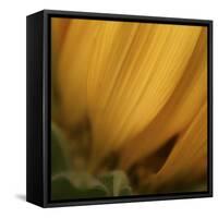 Yellow Sunflower Closeup-Anna Miller-Framed Stretched Canvas