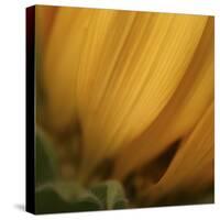 Yellow Sunflower Closeup-Anna Miller-Stretched Canvas