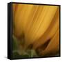 Yellow Sunflower Closeup-Anna Miller-Framed Stretched Canvas