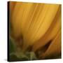 Yellow Sunflower Closeup-Anna Miller-Stretched Canvas