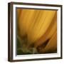 Yellow Sunflower Closeup-Anna Miller-Framed Photographic Print