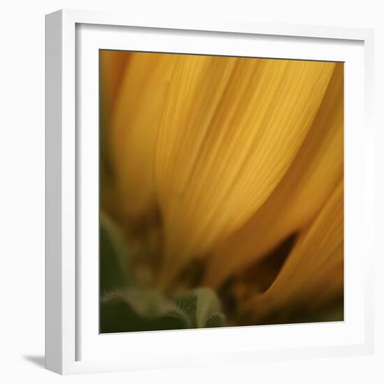 Yellow Sunflower Closeup-Anna Miller-Framed Photographic Print