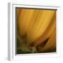 Yellow Sunflower Closeup-Anna Miller-Framed Photographic Print