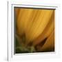 Yellow Sunflower Closeup-Anna Miller-Framed Photographic Print