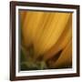 Yellow Sunflower Closeup-Anna Miller-Framed Photographic Print