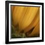 Yellow Sunflower Closeup-Anna Miller-Framed Photographic Print