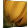 Yellow Sunflower Closeup-Anna Miller-Mounted Photographic Print