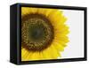 Yellow Sunflower-null-Framed Stretched Canvas