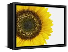 Yellow Sunflower-null-Framed Stretched Canvas