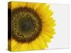 Yellow Sunflower-null-Stretched Canvas