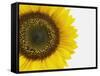 Yellow Sunflower-null-Framed Stretched Canvas