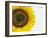 Yellow Sunflower-null-Framed Premium Photographic Print