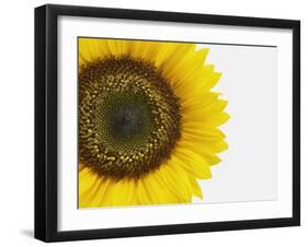 Yellow Sunflower-null-Framed Premium Photographic Print