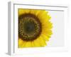 Yellow Sunflower-null-Framed Premium Photographic Print