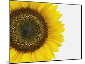 Yellow Sunflower-null-Mounted Premium Photographic Print