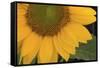 Yellow Sunflower-DLILLC-Framed Stretched Canvas