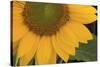 Yellow Sunflower-DLILLC-Stretched Canvas