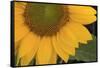 Yellow Sunflower-DLILLC-Framed Stretched Canvas