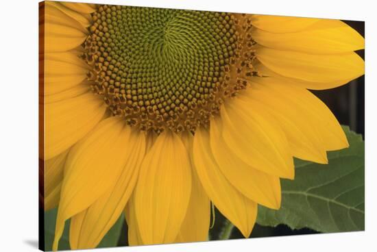 Yellow Sunflower-DLILLC-Stretched Canvas