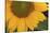 Yellow Sunflower-DLILLC-Stretched Canvas