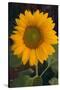 Yellow Sunflower-DLILLC-Stretched Canvas